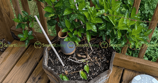 SmartiLiving's self-watering collection!