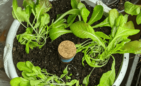terracotta watering spikes in pot - SmartiLiving