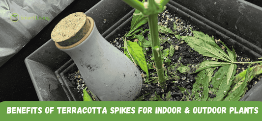 Benefits of Using Terracotta Watering Spikes for Indoor and Outdoor Plants - Smartiliving