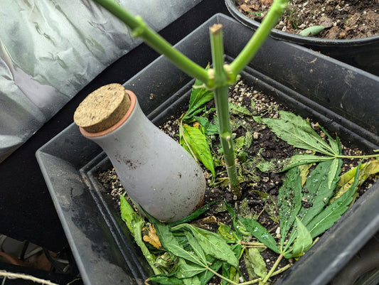 Best Practices for Setting Up a Self-Watering System for Plants - SmartiLiving