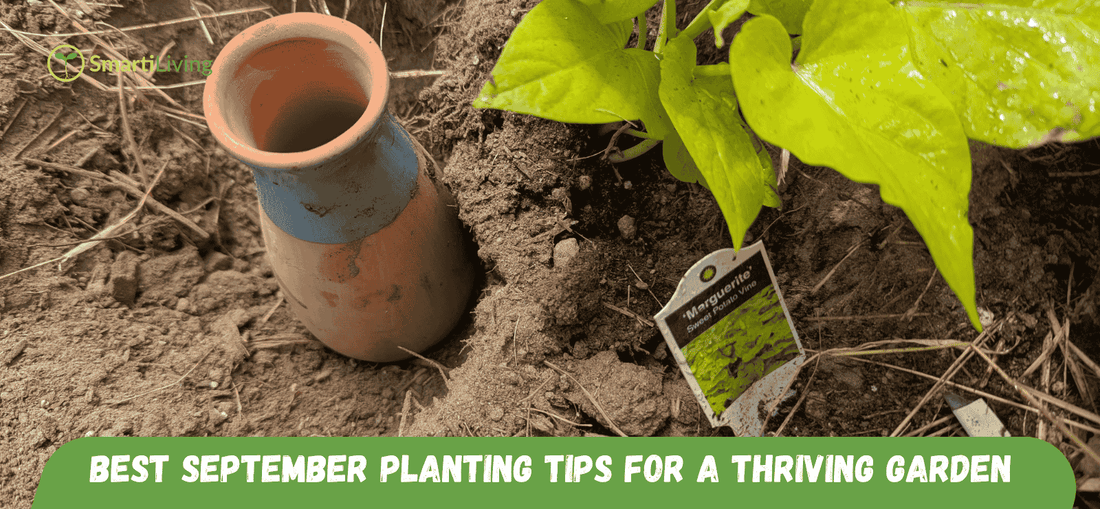 Best September Planting Tips for a Thriving Garden - SmartiLiving