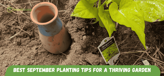 Best September Planting Tips for a Thriving Garden - SmartiLiving