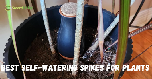 Best Self-Watering Spikes for Plants – Keep Plants Hydrated Effortlessly - SmartiLiving