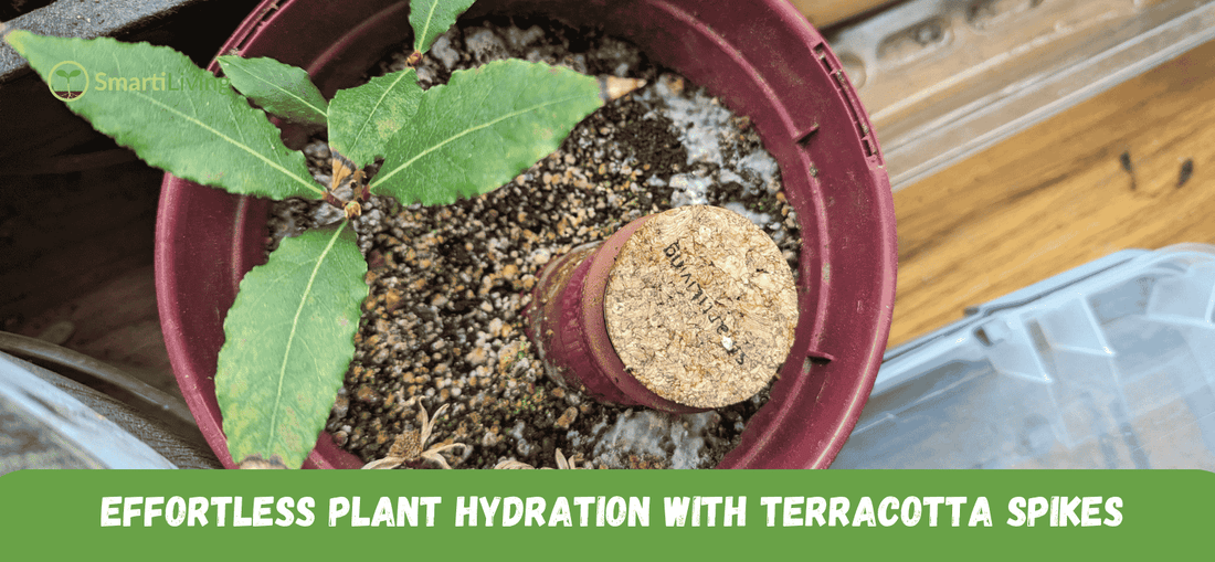 Benefits of Using Terracotta Watering Spikes for Indoor and Outdoor Plants - SmartiLiving