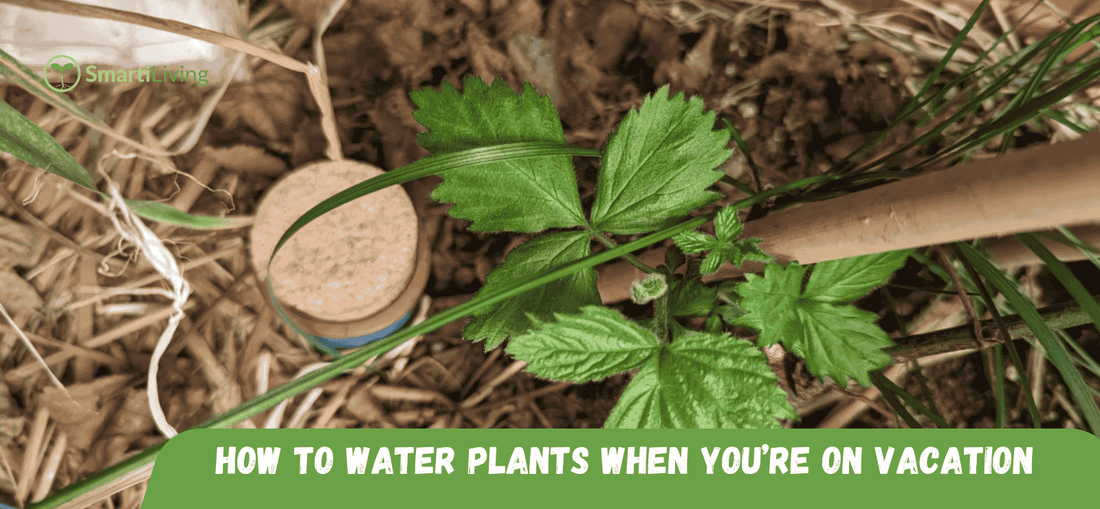 How to Water Plants When You’re on Vacation - SmartiLiving