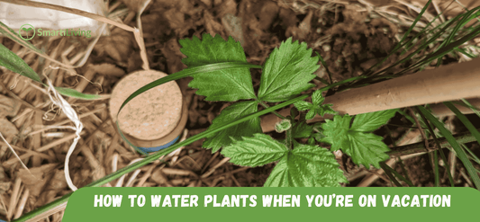 How to Water Plants When You’re on Vacation - SmartiLiving