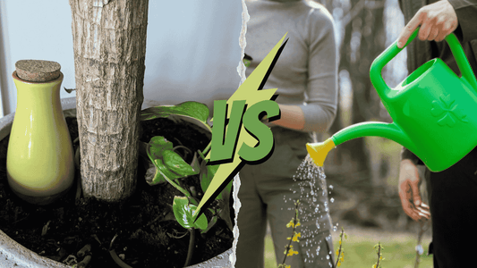 SmartiLiving Ollas vs. Knockoff Watering Spikes: Which Self-Watering System Works Best?