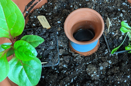 Best Terracotta Watering Spikes in pot - SmartiLiving