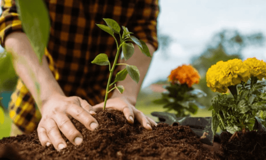 Gardeners hands planting flowers at back yard Spring Flower Care - SmartiLiving