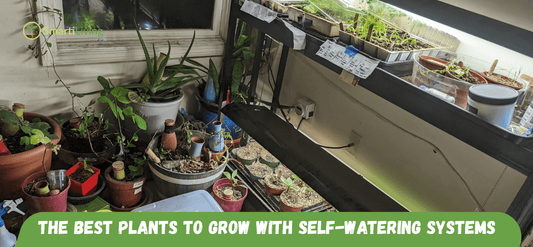 The Best Plants to Grow with Self-Watering Systems - SmartiLiving