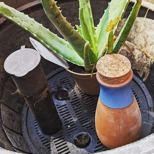 The Complete Guide to Using Terracotta Watering Spikes for Lush, Healthy Plants - SmartiLiving