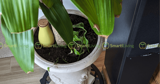 Vacation Plant Care: Keep Plants Alive with Watering Globes