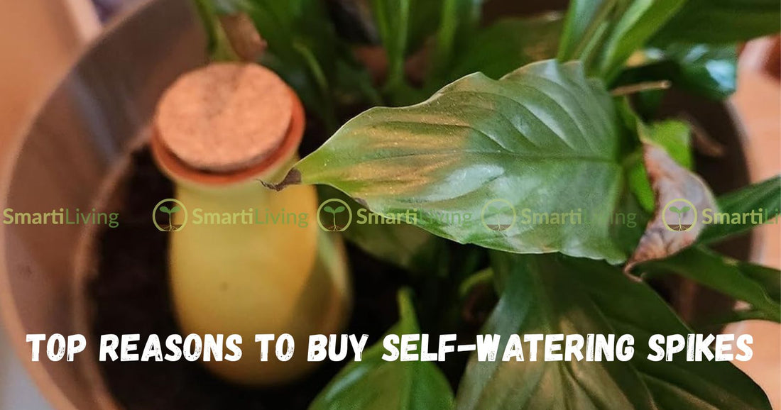 Top Reasons to Buy Self-Watering Spikes and Spikes on Black Friday - SmartiLiving