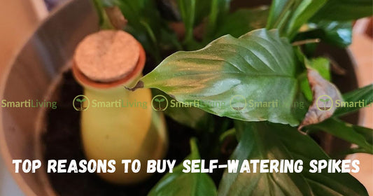 Top Reasons to Buy Self-Watering Spikes and Spikes on Black Friday - SmartiLiving