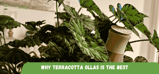 Why Terracotta Ollas Are the Best Self-Watering Solution for Your Garden - SmartiLiving