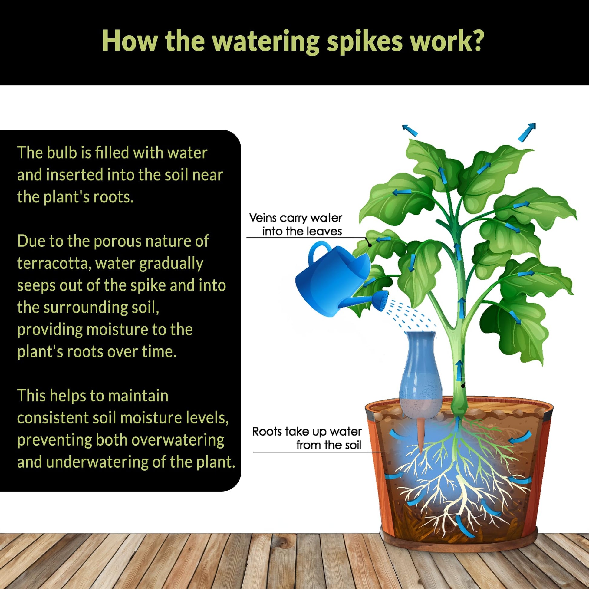 Diagram explaining how Smarti Living Terracotta Self-Watering Spikes work by gradually releasing water into the soil for plant hydration.