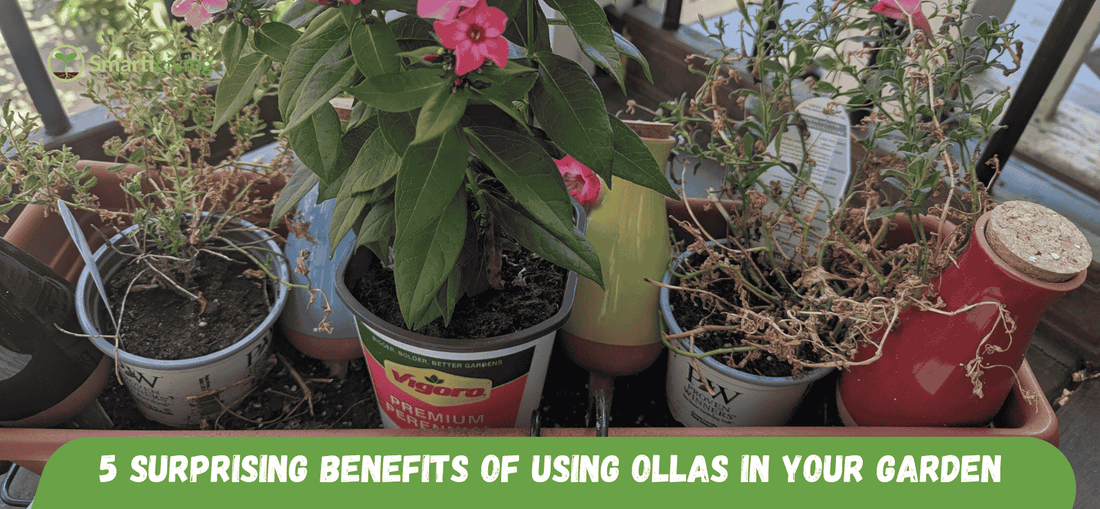 5 Surprising Benefits of Using Ollas in Your Garden