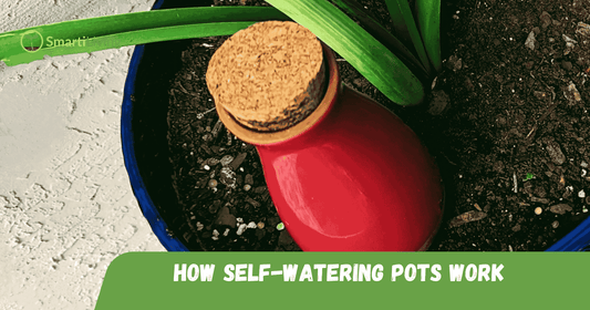 Indoor Plant Care Made Easy: How Self-Watering Pots Work