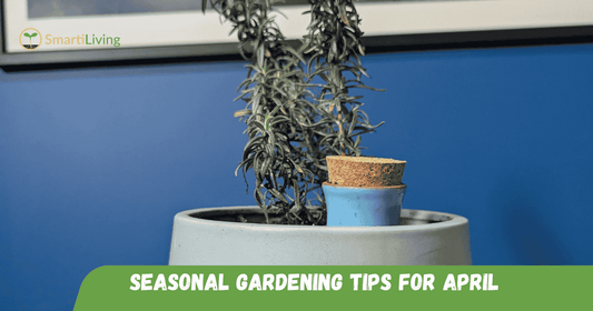 Hydrate Indoor Plants with Terracotta Ollas - SmartiLiving