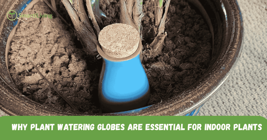 Why Plant Watering Globes Are Essential for Indoor Gardening  - Smartiliving