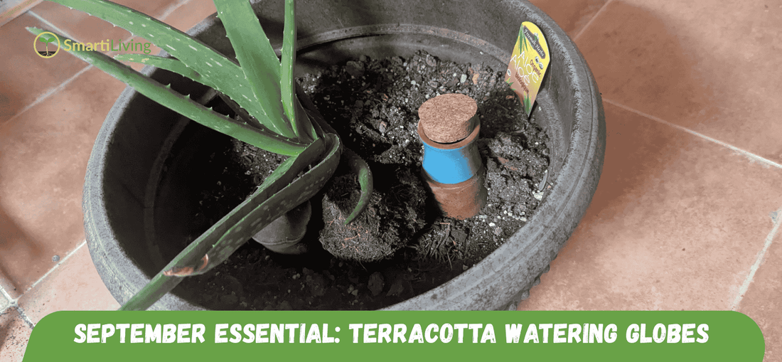 Why Terracotta Watering Globes are Essential for September Plant Care - SmartiLiving
